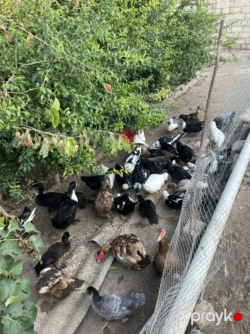 Musk ördəkləri (indo duck) sürüsü - Növlər: müxtəlif rənglərdə musk — Digərləri, Bakı (3)