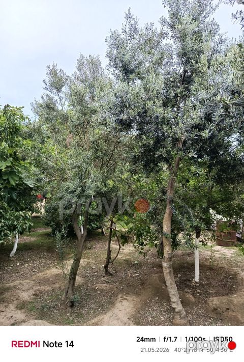 Zeytun ağacı — Bakı