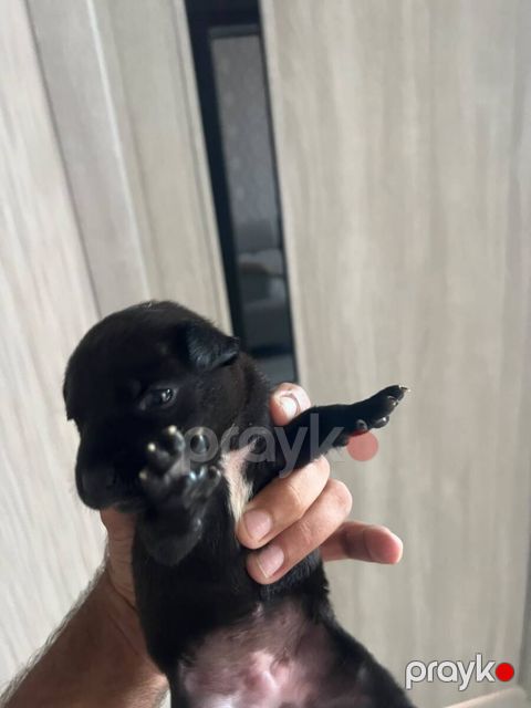 Pitbul balası — Bakı
