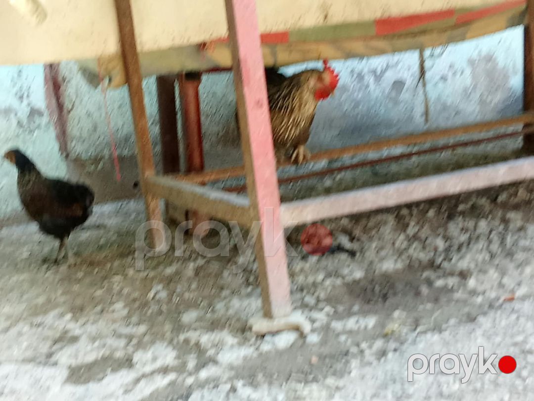 Toyuq və ördəklər — Quşlar, Xırdalan (4)
