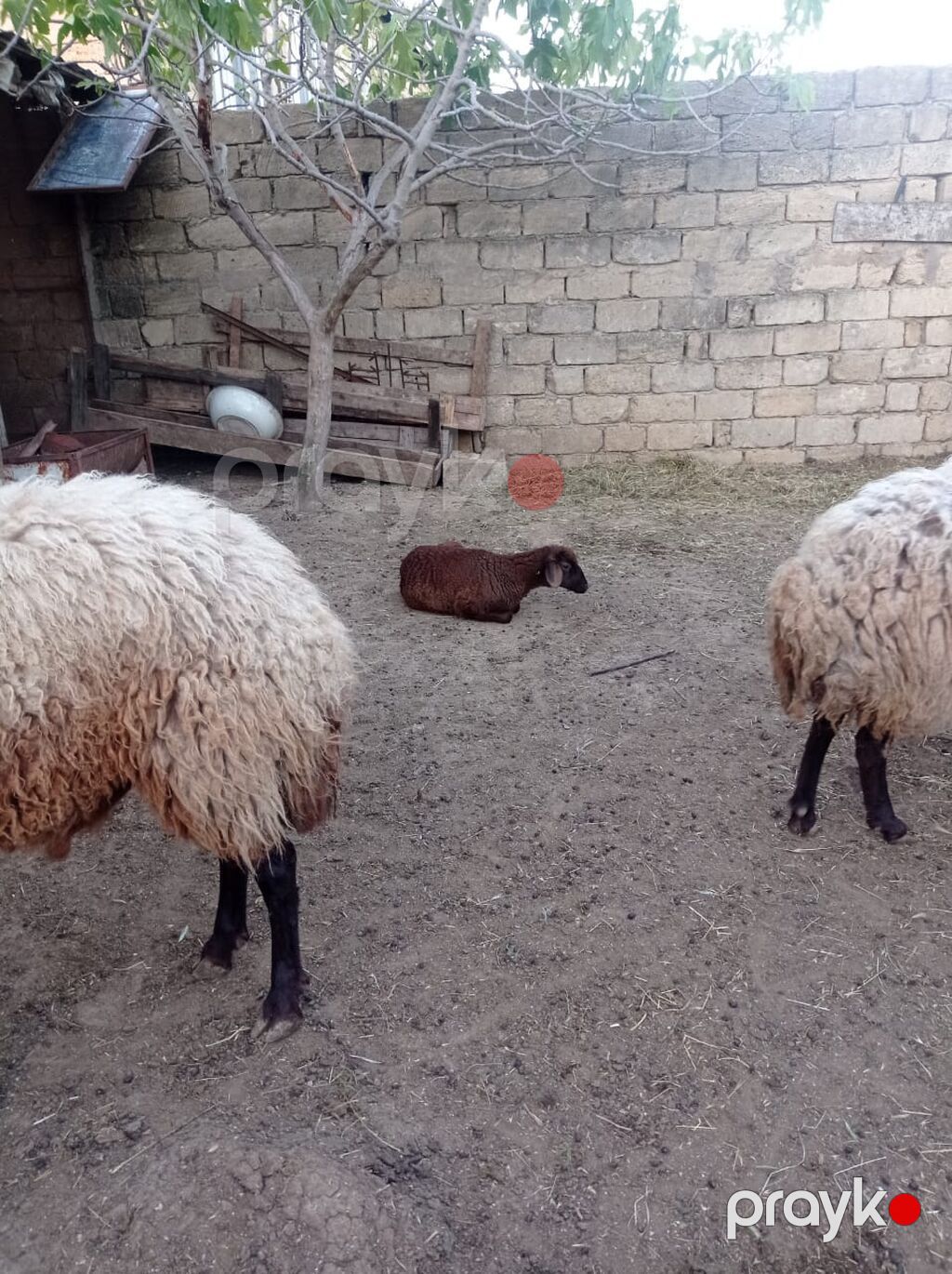 Qoyun sürüsü – yerli ətlik-yunlu tip - Növ: yerli xallı/qaradolaq — Kənd təsərrüfatı heyvanları, Fatmayı (9)