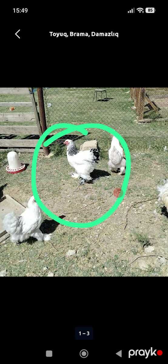 Brama — Quşlar, Hacıqabul (3)