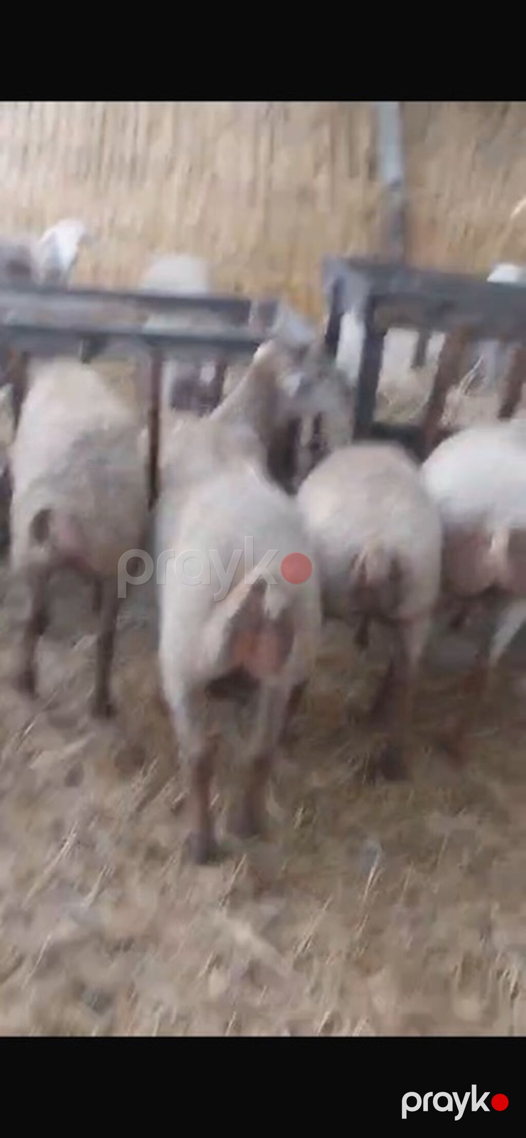 60 dene var isdyen nomreni vatcapına yazsin video atm 0557112258 — Kənd təsərrüfatı heyvanları, Bakı (2)