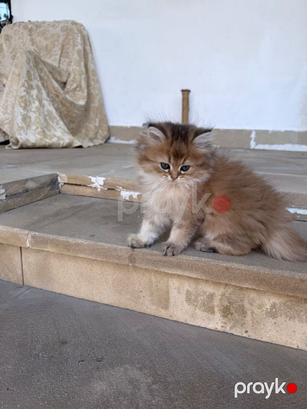 Britan — Pişiklər, Digah (5)