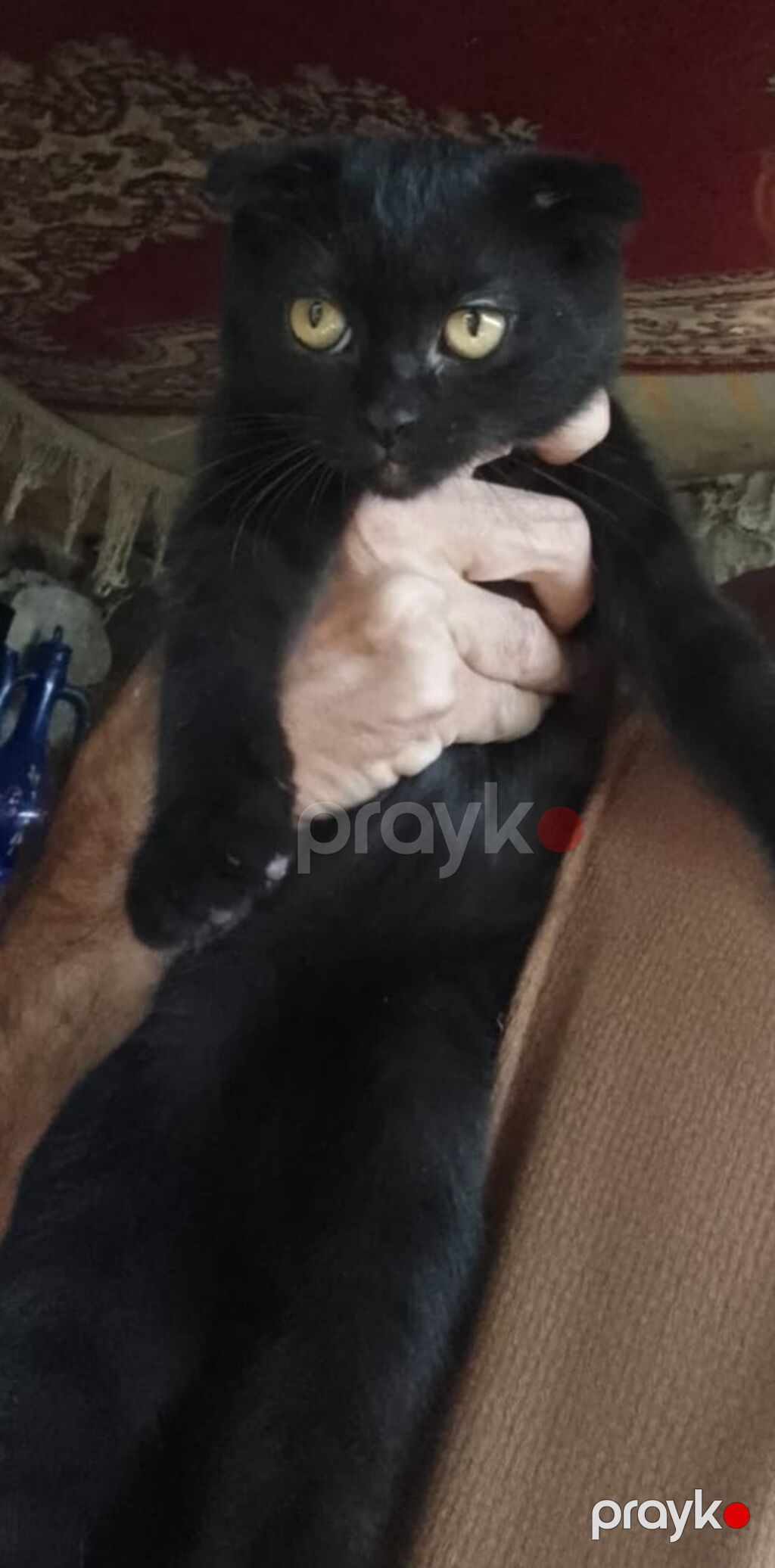 Britan, Dişi, Yaxşı əllərə, Ödənişli çatdırılma — Pişiklər, Xaçmaz (6)