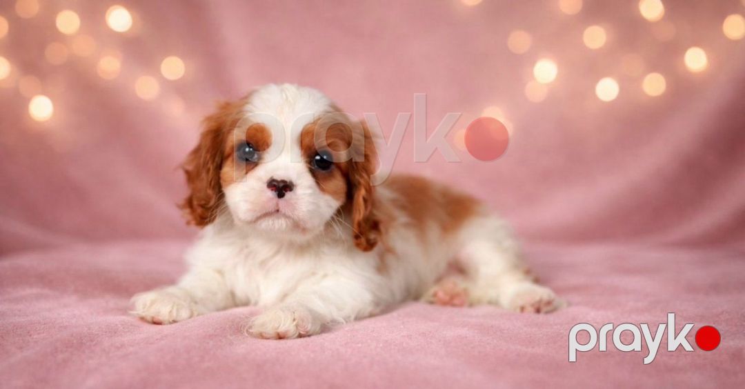King charles spaniel — Köpəklər, Bakı (2)