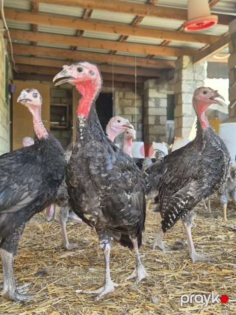 Dişi, Kanada, Damazlıq — Bakı