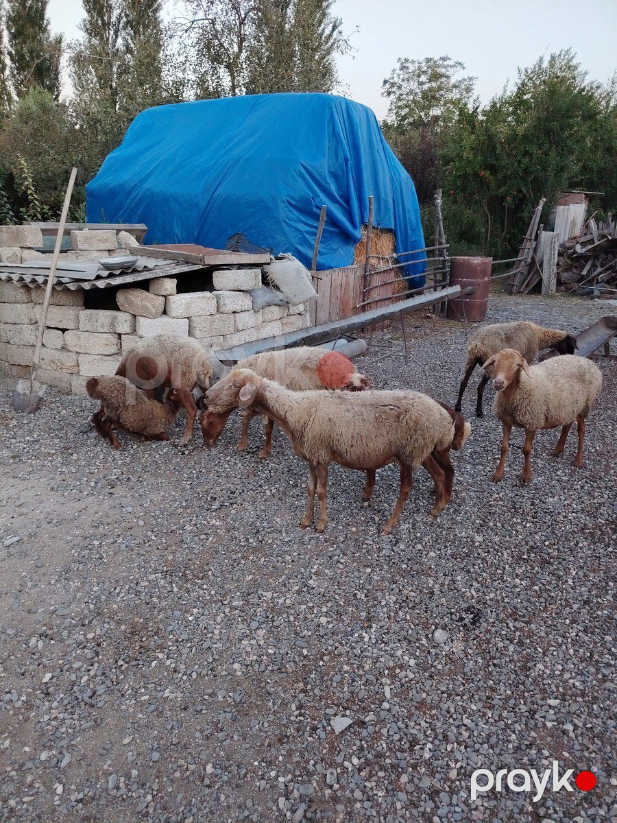 Qoyunlar — Kənd təsərrüfatı heyvanları, Xaçmaz (3)