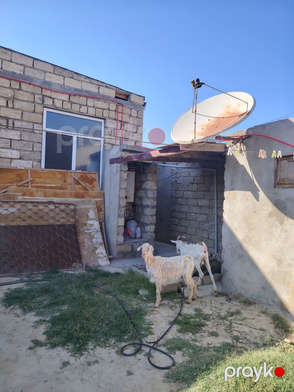 Dişi, Zanen, il: 1, 60 kq, Damazlıq, Pulsuz çatdırılma — Kənd təsərrüfatı heyvanları, Digah (3)
