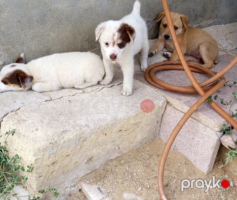 Həyət iti — Bakı