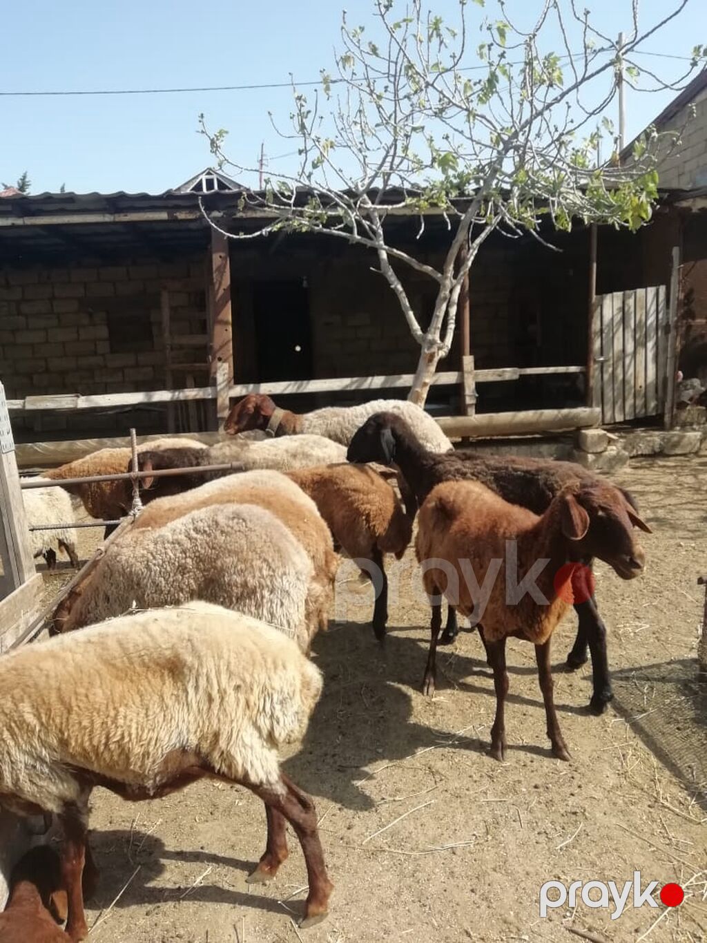 Qoyun sürüsü – yerli ətlik-yunlu tip - Növ: yerli xallı/qaradolaq — Kənd təsərrüfatı heyvanları, Fatmayı (2)