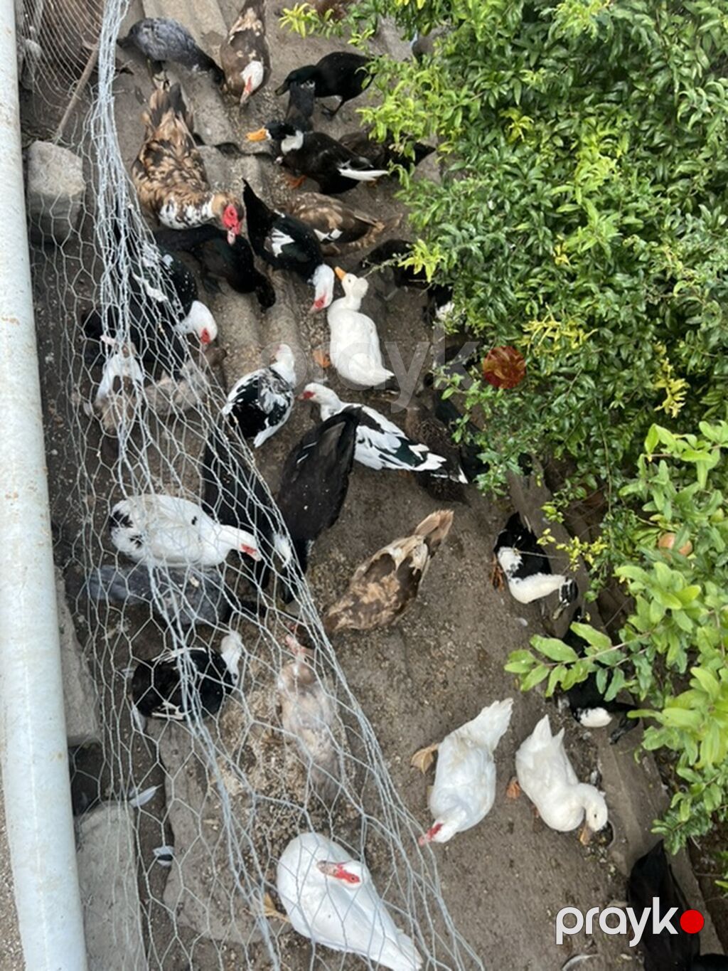 Musk ördəkləri (indo duck) sürüsü - Növlər: müxtəlif rənglərdə musk — Digərləri, Bakı (2)