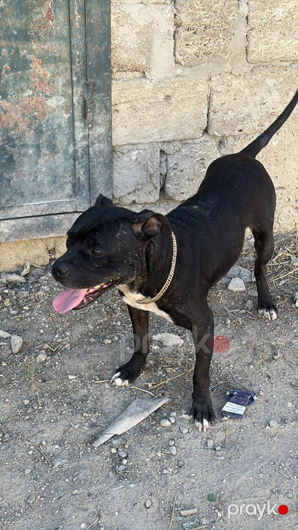 Pitbul, Erkək — Köpəklər, Bakı (3)
