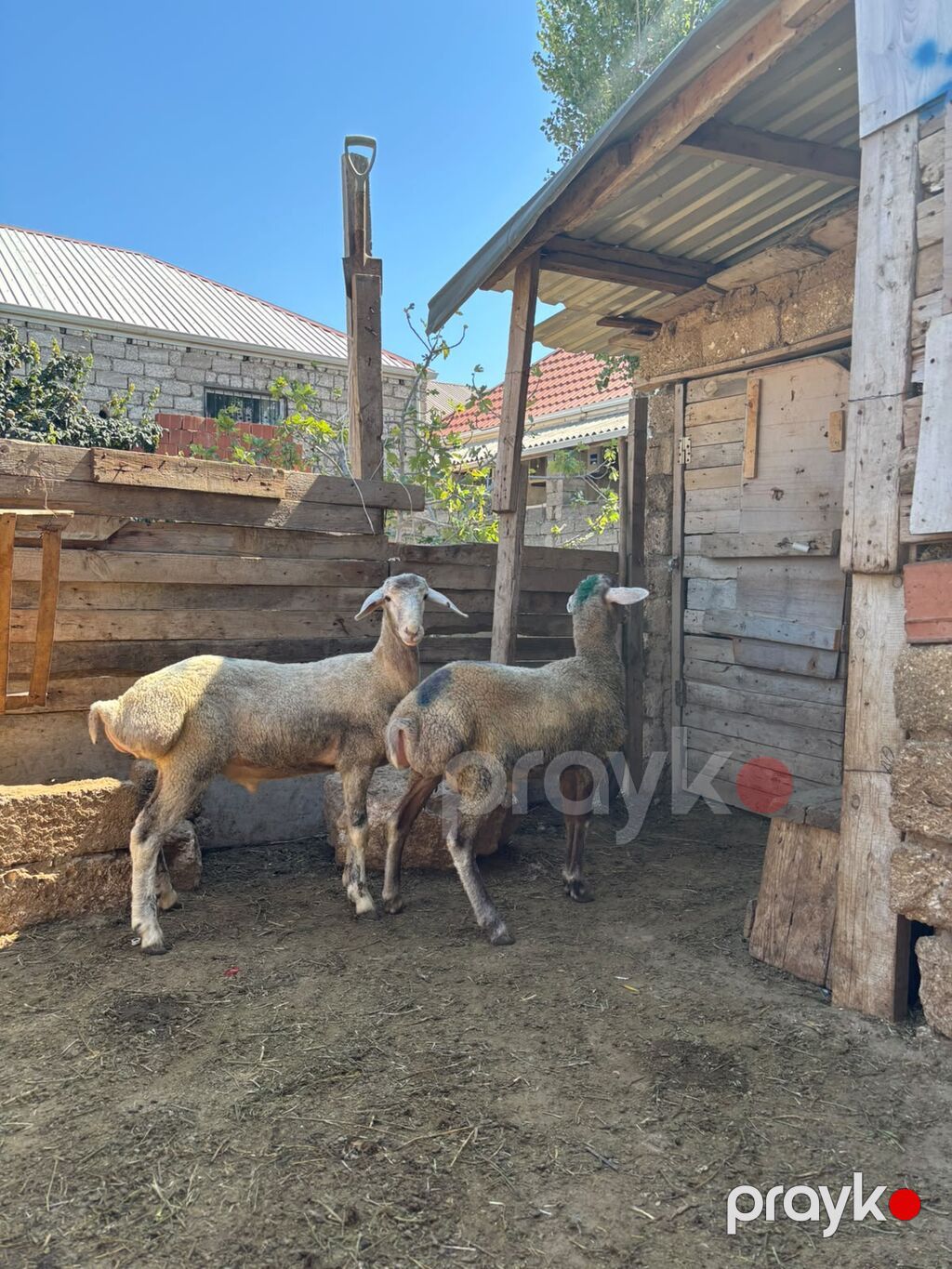 Salam qardasdar qiymeti 320 330 manatdi eyer bahadi deyen varsa — Kənd təsərrüfatı heyvanları, Digah (2)