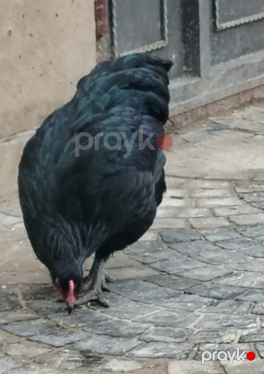 Avstralorp xoruzu — Quşlar, Bakı (3)