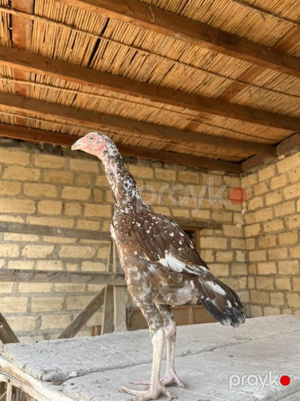 Toyuq cücələri, Damazlıq — Toyuq və xoruz, Gəncə (2)