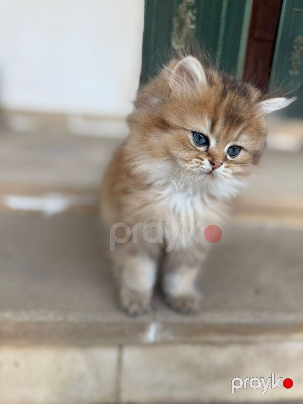 Britan — Pişiklər, Digah (7)