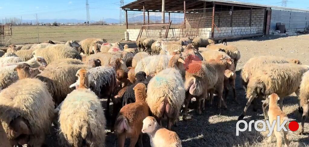 Erkək, il: 1, Damazlıq, Pulsuz çatdırılma — Kənd təsərrüfatı heyvanları, Yevlax