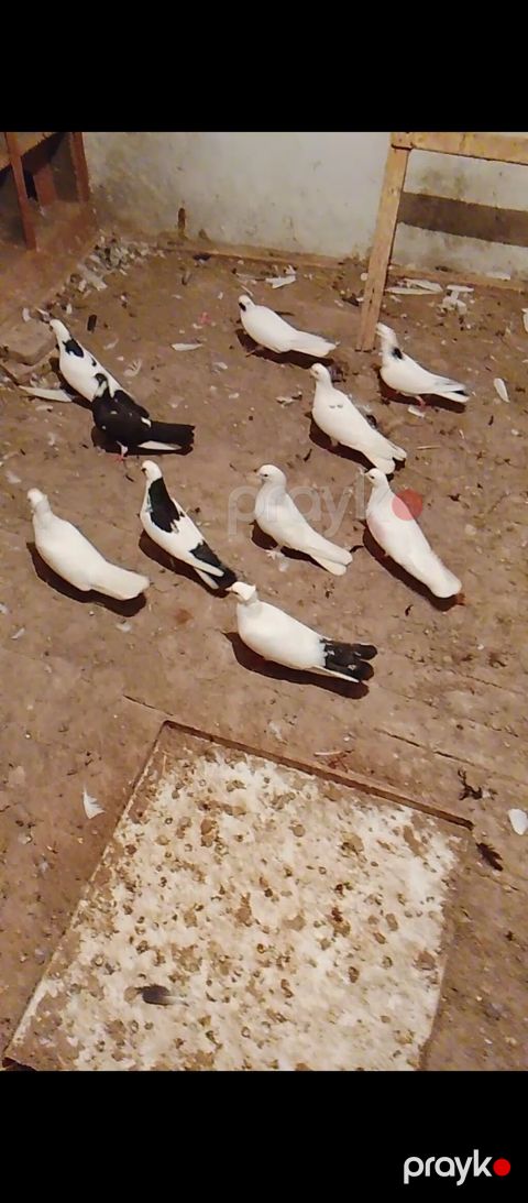14 quşdu təmiz sağlam vatçap aktivdir — Digah