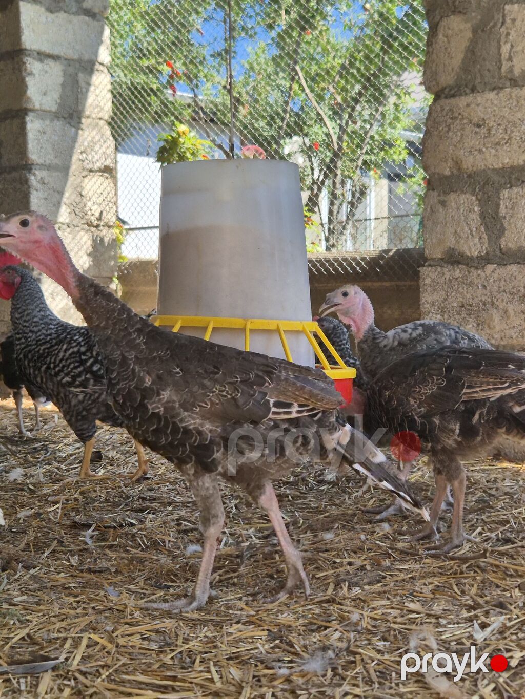 Dişi, Kanada, Damazlıq — Digərləri, Bakı (9)