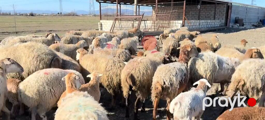 Erkək, il: 1, Damazlıq, Pulsuz çatdırılma — Kənd təsərrüfatı heyvanları, Yevlax (7)