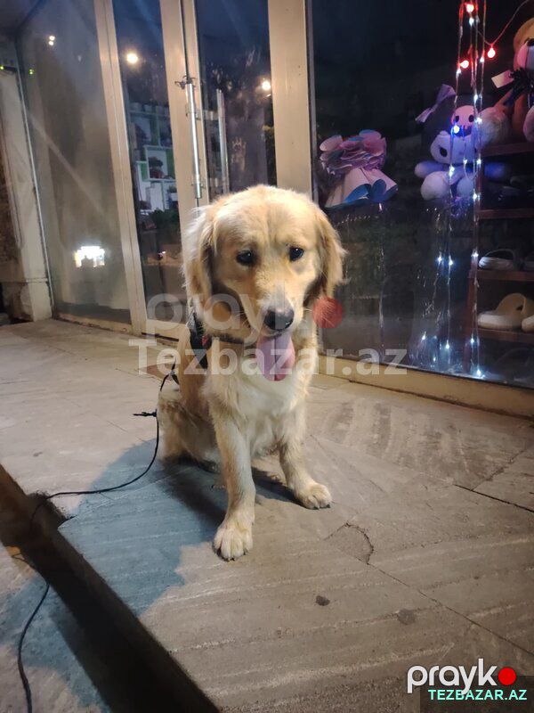 Golden retriever — Köpəklər, Bərdə (3)