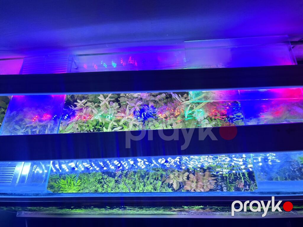 Dördbucaq akvarium, Balıqlarla birlikdə, 211 l, Ödənişli çatdırılma — Akvariumlar və balıqlar, Digah (3)