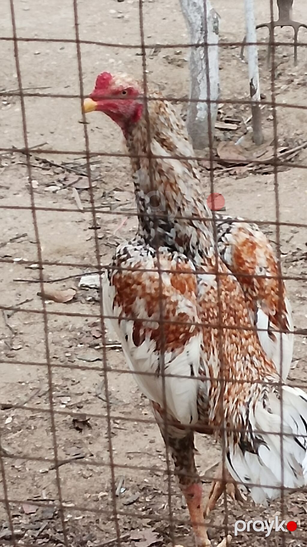 Pileymut yumurtaları bir denedi 2 manat — Toyuq və xoruz, Saray (3)