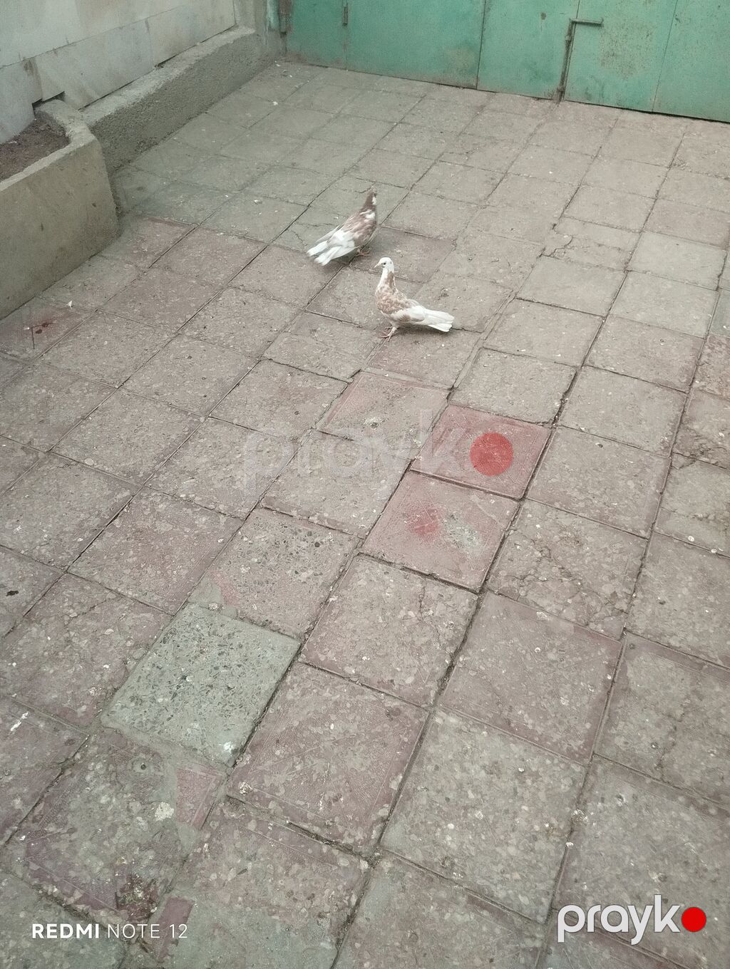 Biri erkək,biri mayadır.Kəvən quşlardir.Iran cinsleridir.Qiymet cütüne — Göyərçin, Digah (4)