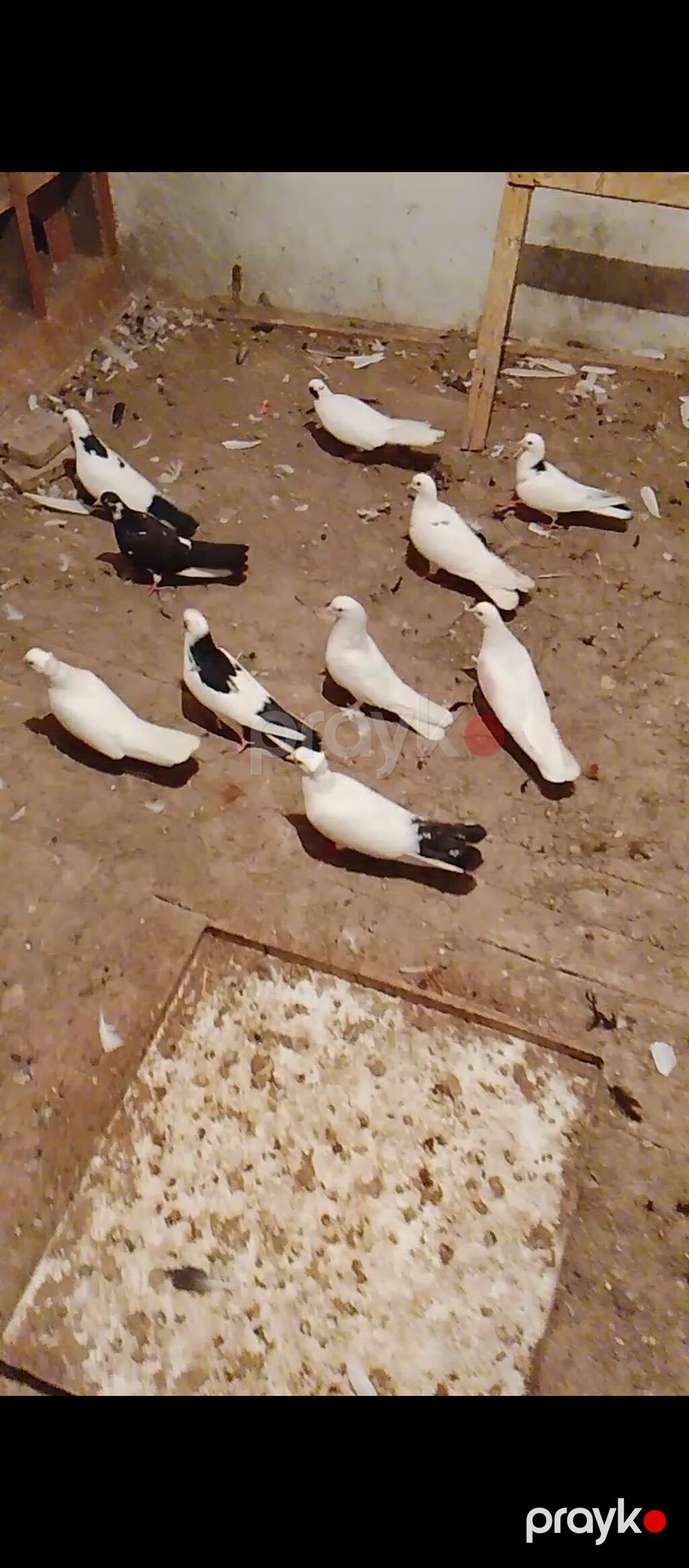 14 quşdu təmiz sağlam vatçap aktivdir — Göyərçin, Digah (3)