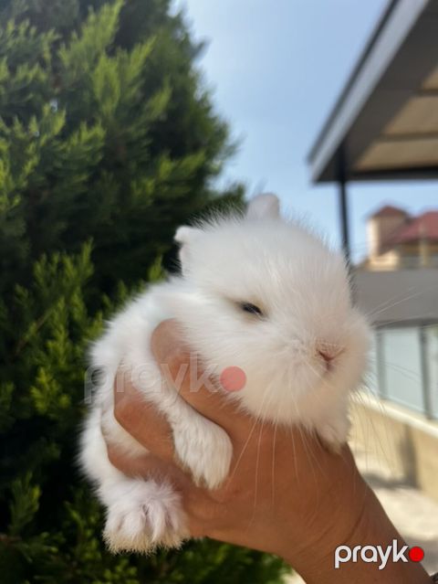 1 aylıq balaca Hazırda məndə bu çox şirin dovşanım var Çox şirin — Digah