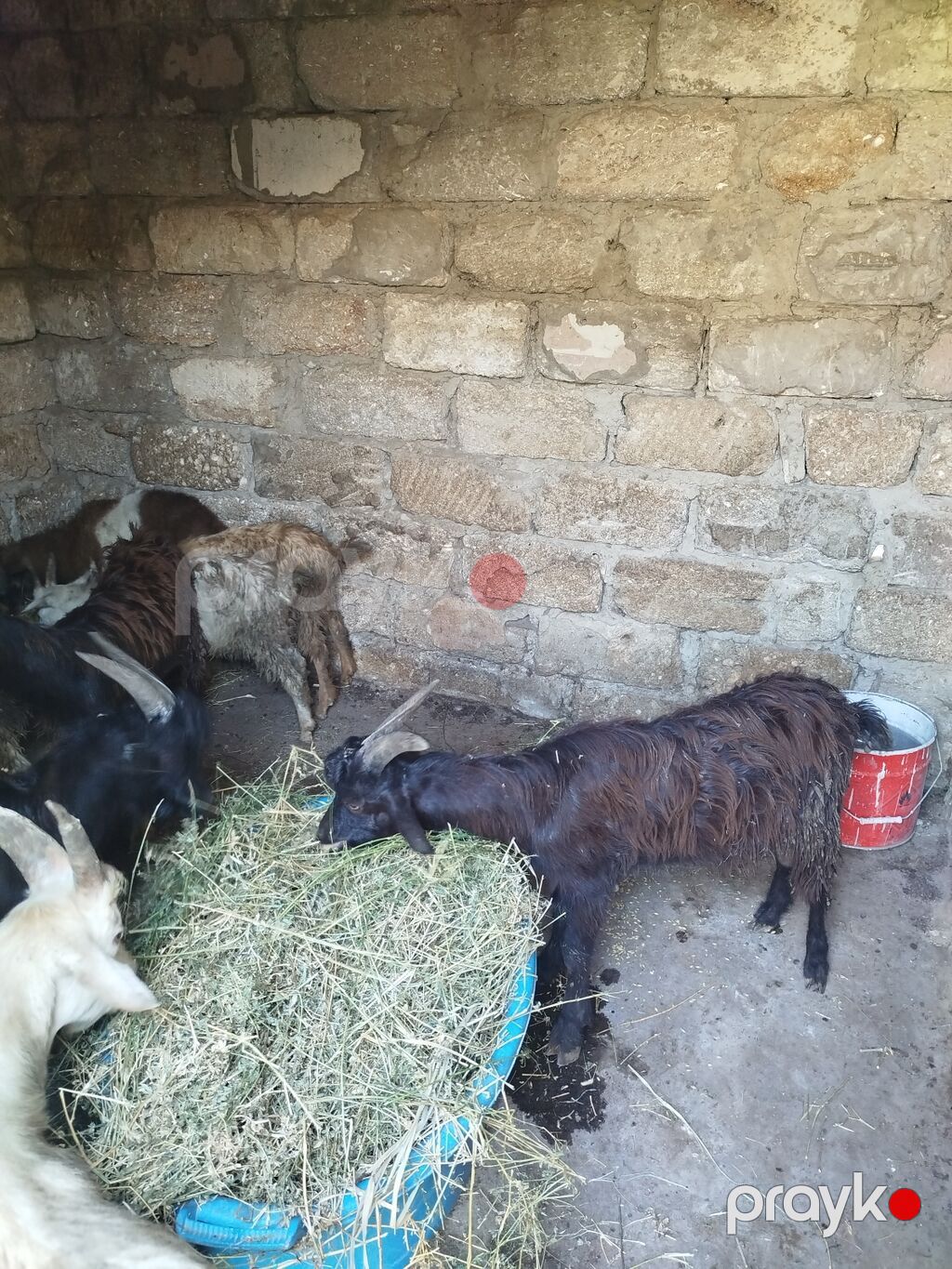 11 ədəd çəpişdi 3 ayliq çepislərdi sağlam heyvanlardi ot arpa yeyir — Kənd təsərrüfatı heyvanları, Bakı