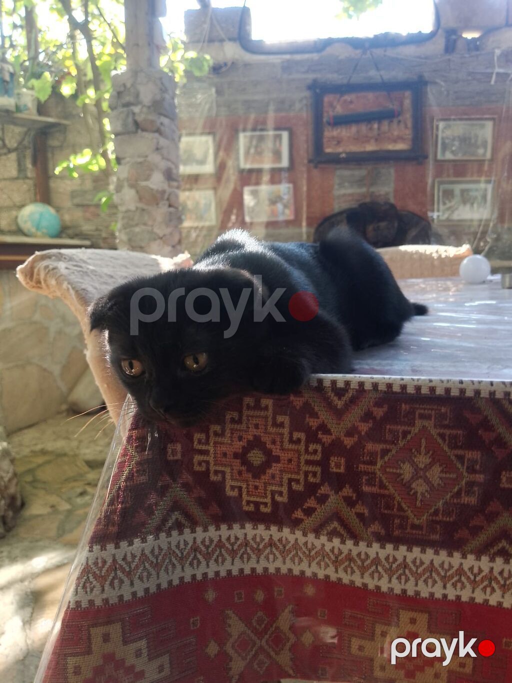 Britan, Dişi, Yaxşı əllərə, Ödənişli çatdırılma — Pişiklər, Xaçmaz (2)