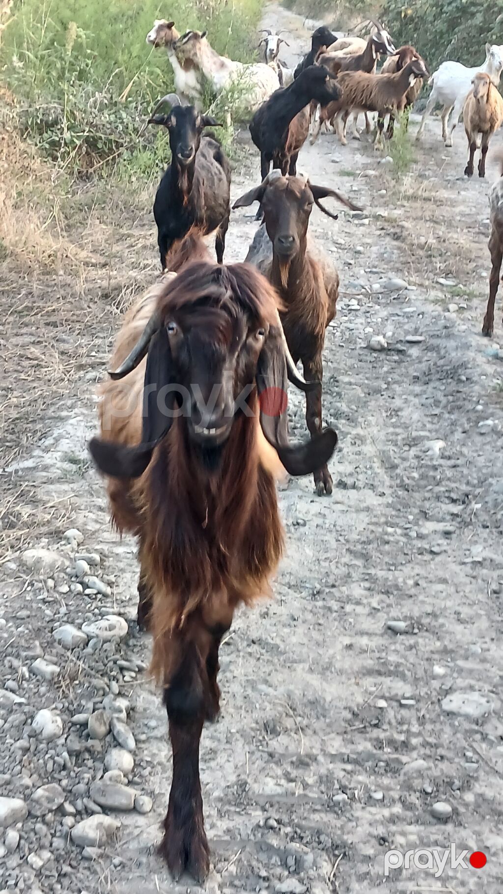 Dişi, il: 2, Damazlıq, Ünvandan götürmə — Kənd təsərrüfatı heyvanları, Quba