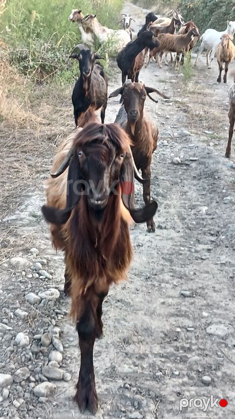Dişi, il: 2, Damazlıq, Ünvandan götürmə — Quba