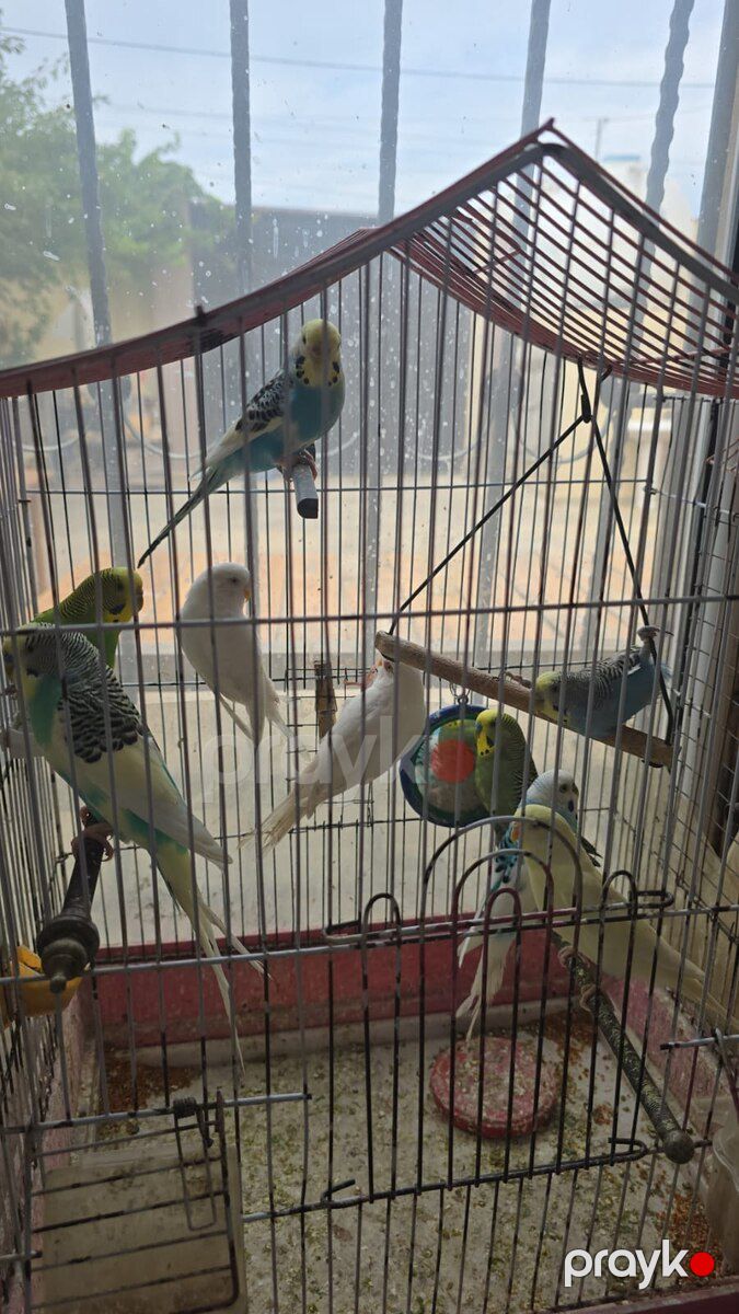 Məhəbbət quşları — Quşlar, Bakı (2)