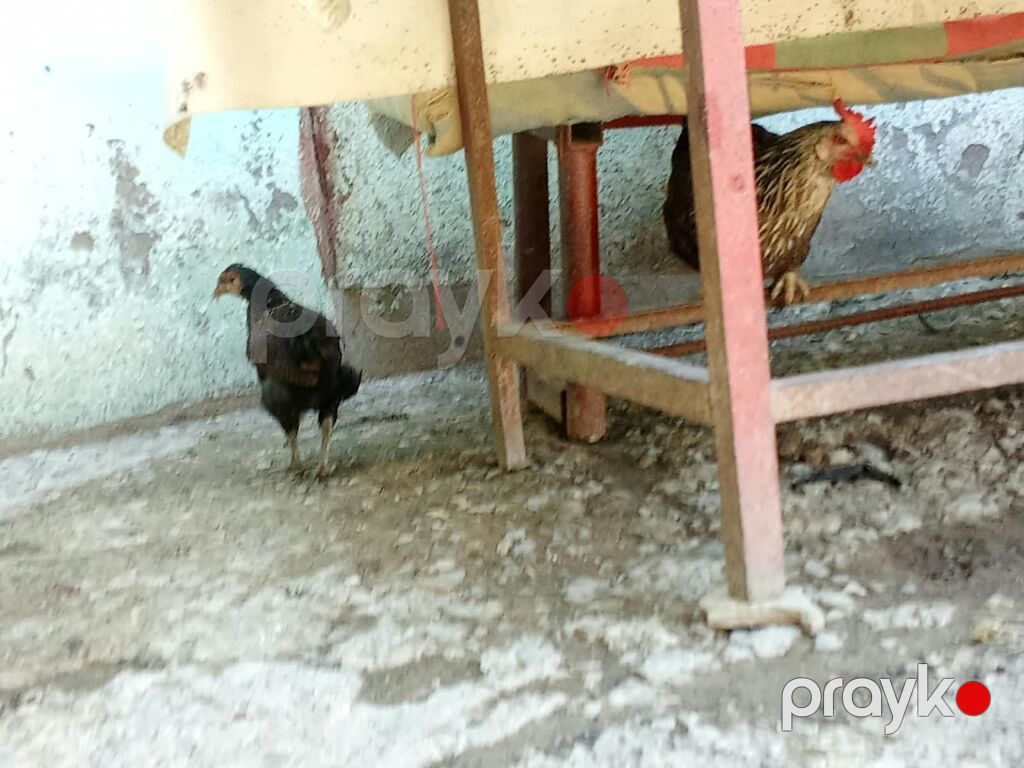 Salam öz qabpımın heyvalarıdı tərgidirəm deyə bu qiymətə qoymuşam 2 — Digərləri, Masazır (4)