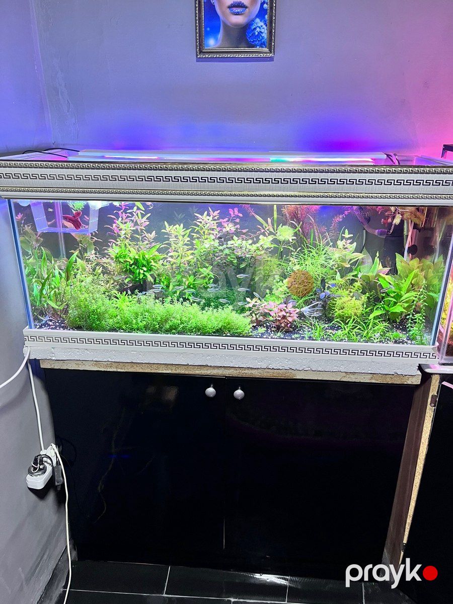Akvarium və dolab — Akvariumlar və balıqlar, Bakı (3)