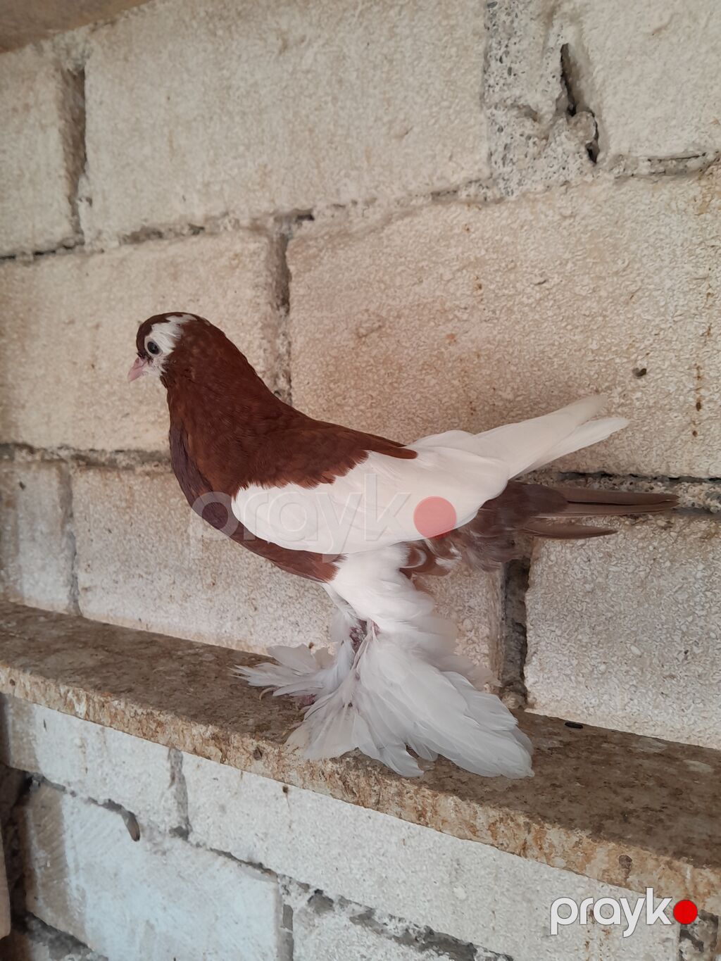 Salam olsun her kese Dutu kevendi yeni yeni qizir mayadi keven — Göyərçin, Bərdə (3)