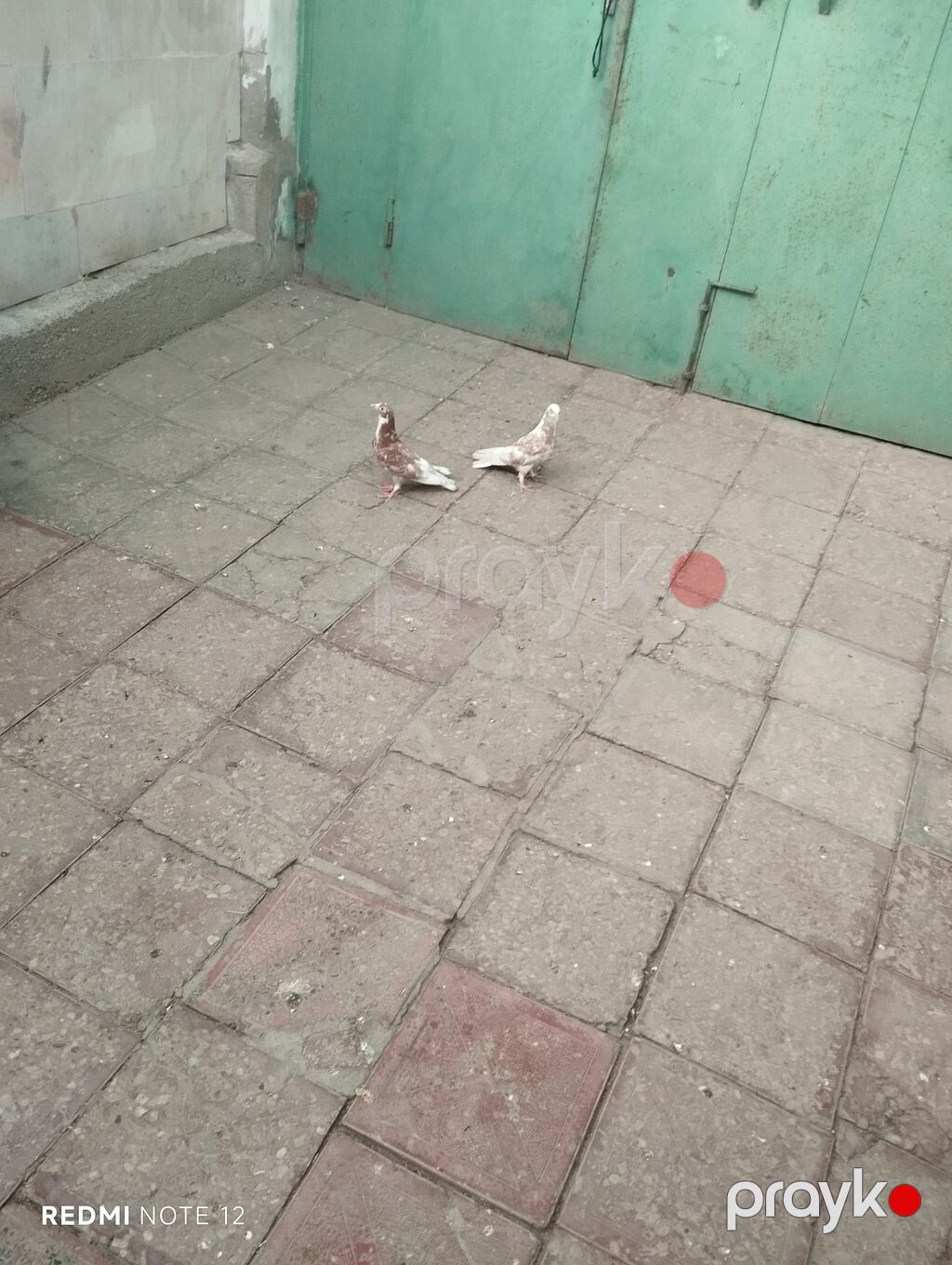Biri erkək,biri mayadır.Kəvən quşlardir.Iran cinsleridir.Qiymet cütüne — Göyərçin, Digah (2)