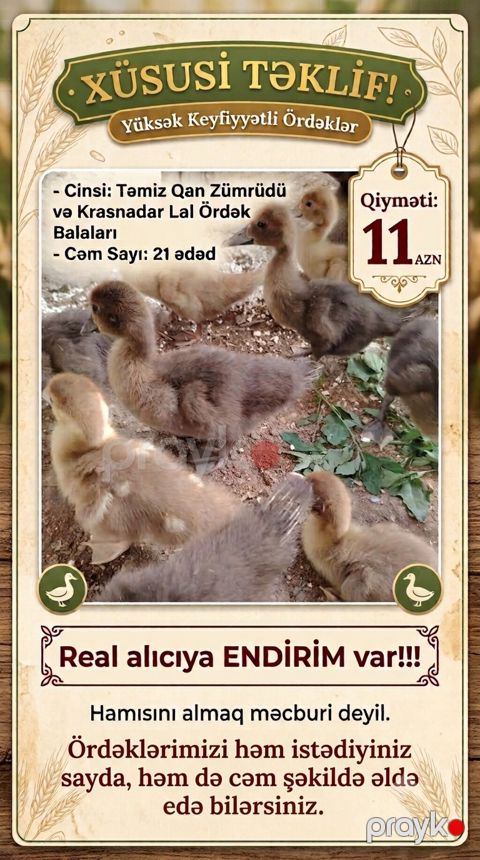 Tam sağlam Zümrüdü və Krasnadar Lal ördək balaları. 21 ədəddir. Sağlam — Bakı