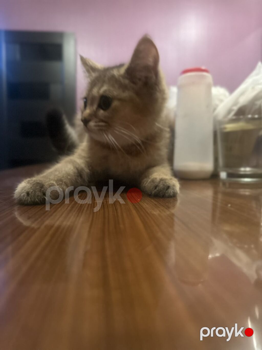 Yaxşı əllərə — Pişiklər, Masazır (4)