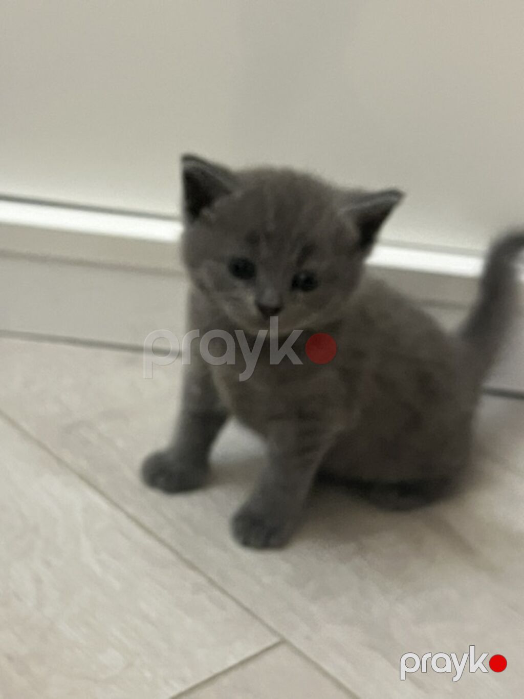 Britan — Pişiklər, Sumqayıt