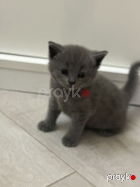 Britan — Sumqayıt