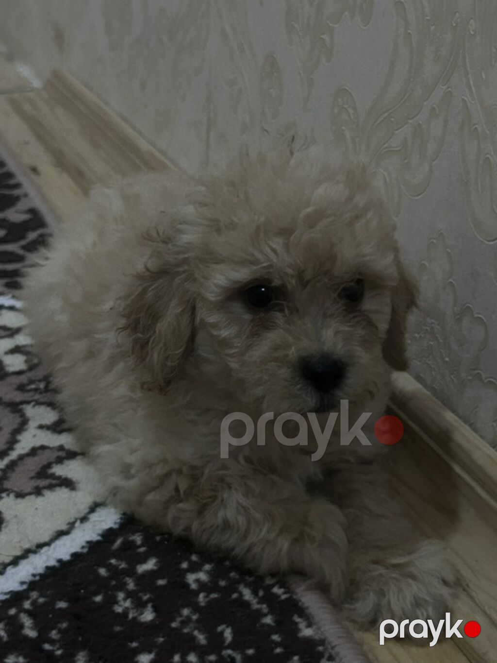 Pudel, 1 ay, Erkək, Peyvəndli — Köpəklər, Digah (3)