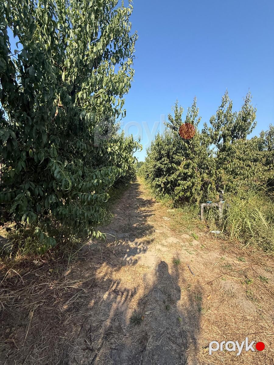 Satılır obyekt 40000 m² — Əmlak, Xaçmaz (8)