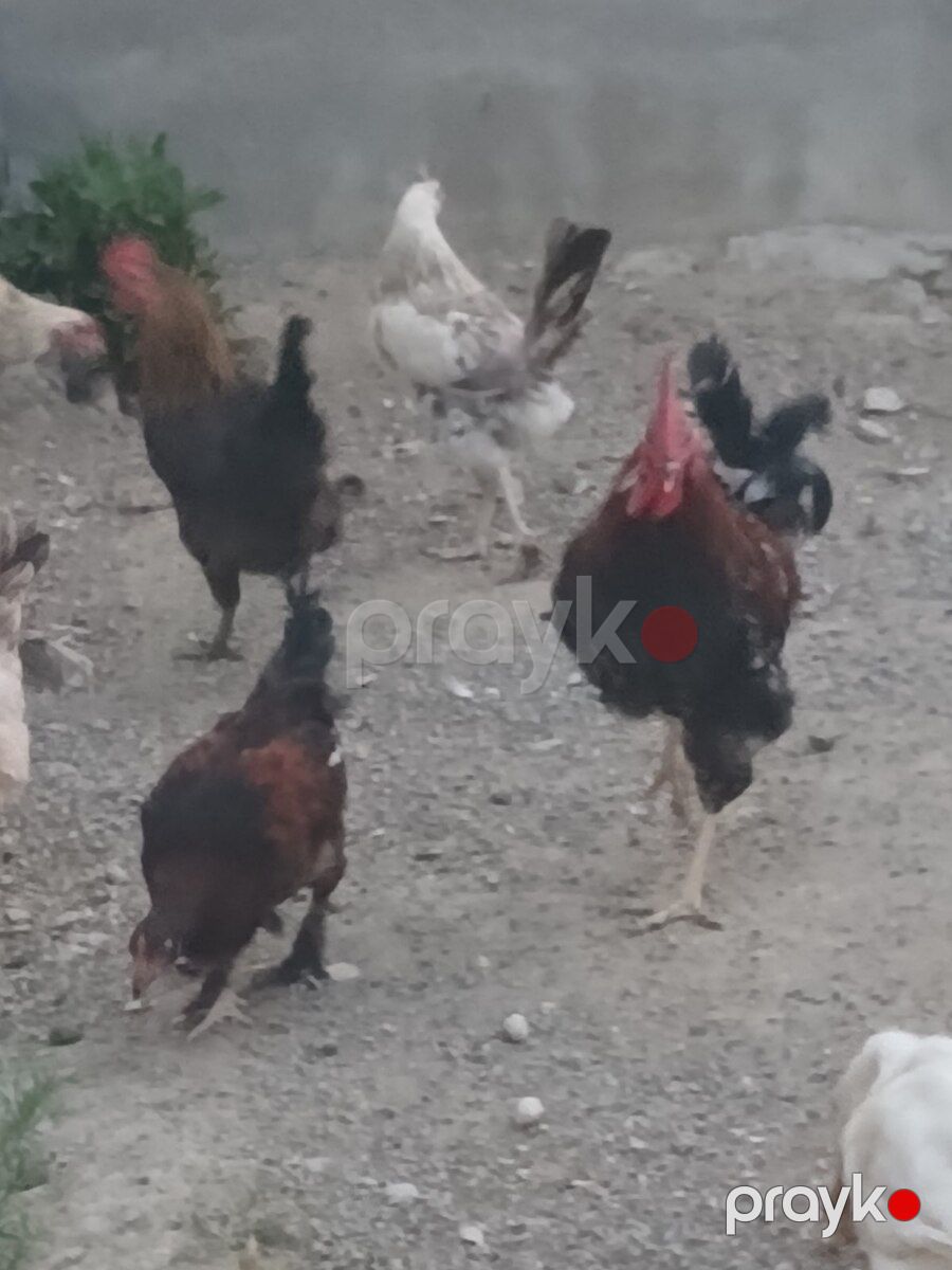 Xoruzlar — Quşlar, Bakı (9)