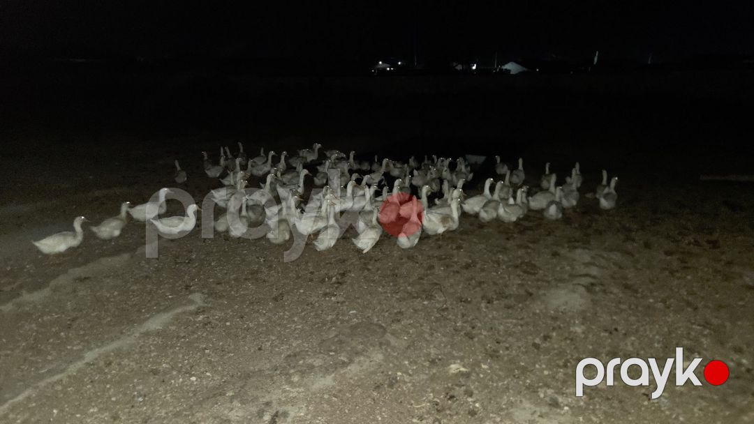 Ördək — Quşlar, Sumqayıt (3)