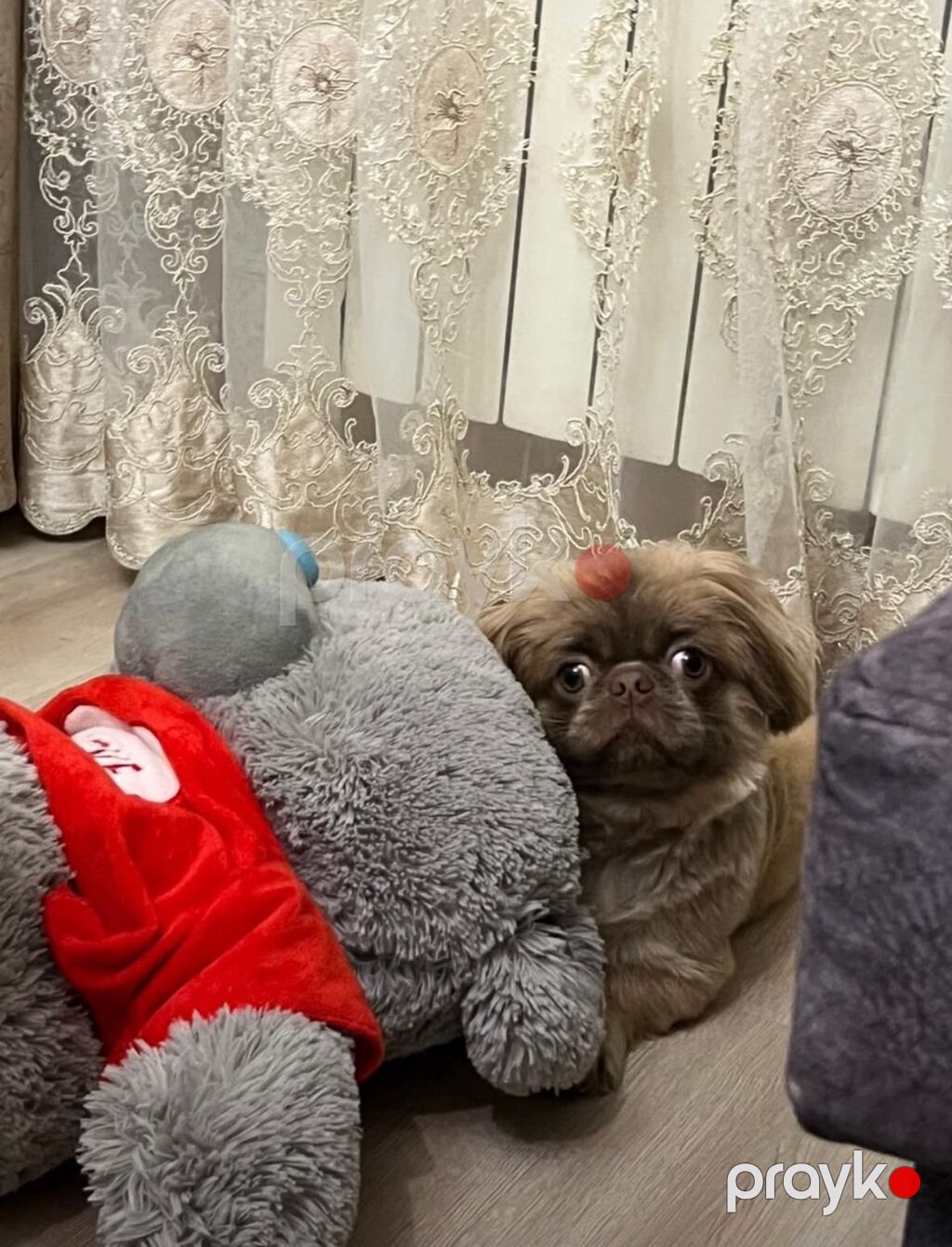 Salam satılır 300 azn pekines itdi yükü karişnvi renk butun iyneleri — Köpəklər, Gəncə (3)
