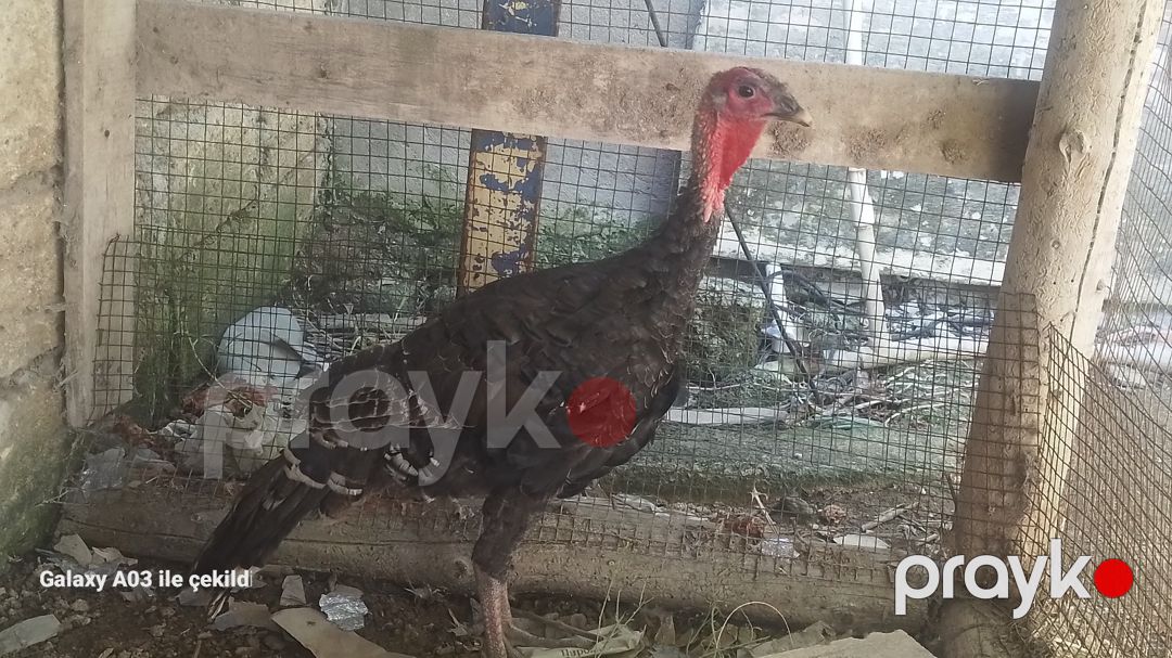 Hinduşka — Quşlar, Bakı